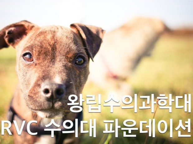 왕립수의과학대 RVC의 입학 기준에 바로 위와 같은 경력사항이 필수로 되어 있답니다. 따라서 파운데이션 시작 때부터 RVC 입학을 위해 미리 경력 사항을 충족해 놓아야 한답니다.