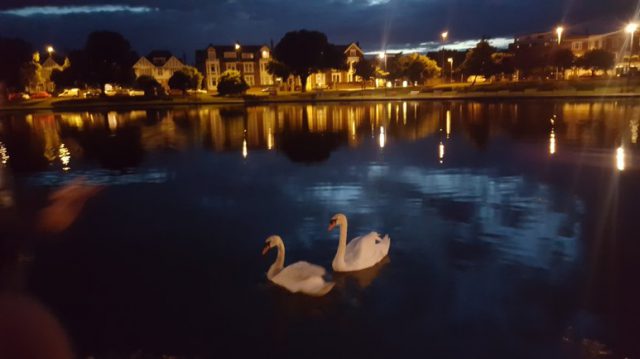 포츠머스 해변가 근처 백조들이 사는 호수공원