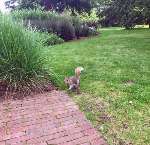correspondent_MH-Hong_Kew-Gardens_00005-300x291