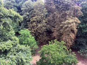 correspondent_MH-Hong_Kew-Gardens_00007-300x225