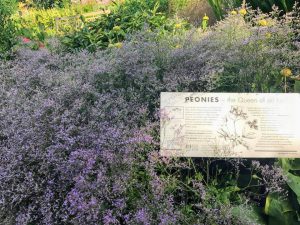 correspondent_MH-Hong_Kew-Gardens_00009-300x225