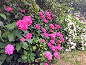 correspondent_MH-Hong_Kew-Gardens_00010-300x225