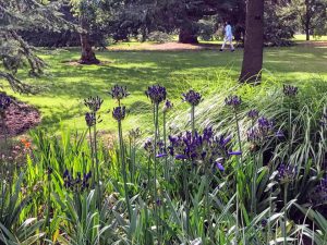 correspondent_MH-Hong_Kew-Gardens_00011-300x225