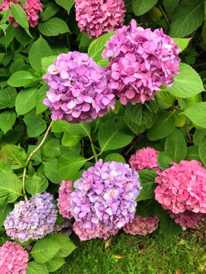 correspondent_MH-Hong_Kew-Gardens_00013-300x400