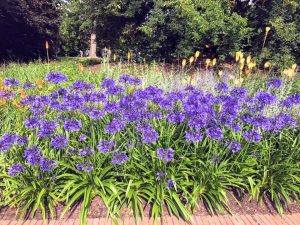 correspondent_MH-Hong_Kew-Gardens_00014-300x225