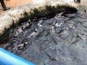 student-life-js-yang-151217-oceanarium-bournemouth-00002-300x225