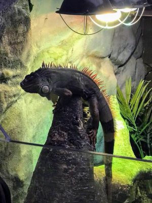 student-life-js-yang-151217-oceanarium-bournemouth-00005-300x400