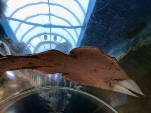 student-life-js-yang-151217-oceanarium-bournemouth-00006-300x225