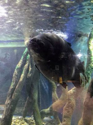 student-life-js-yang-151217-oceanarium-bournemouth-00008-300x400