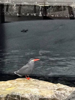 student-life-js-yang-151217-oceanarium-bournemouth-00010-300x400